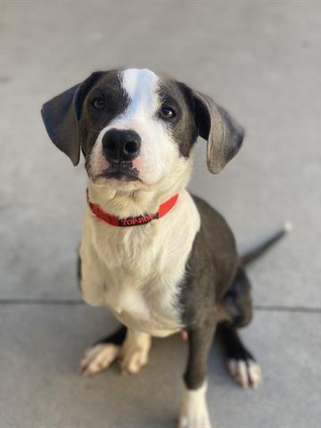 Enlarge PIZZA ROLL, a Adoptable mixed breed in Dayton, OH image 1/1