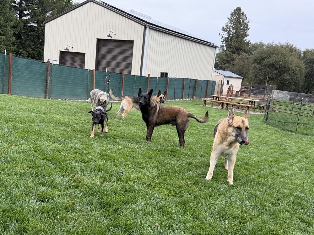 Puppy Jack, Adoptable, Puppy Male German Shepherd Dog.