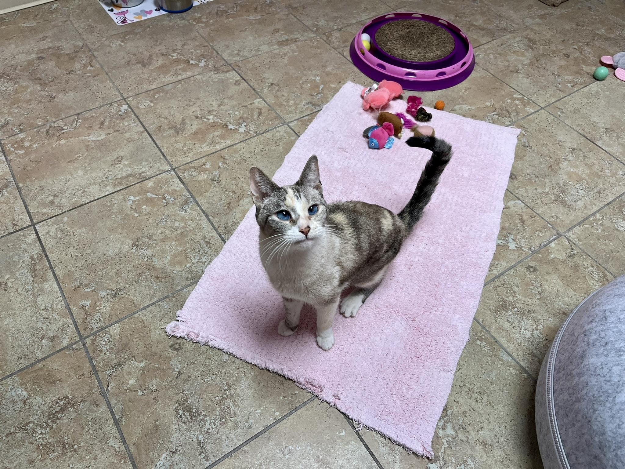 Mystie, a ADOPTABLE Domestic Short Hair in Fountain Hills, AZ image 2/4