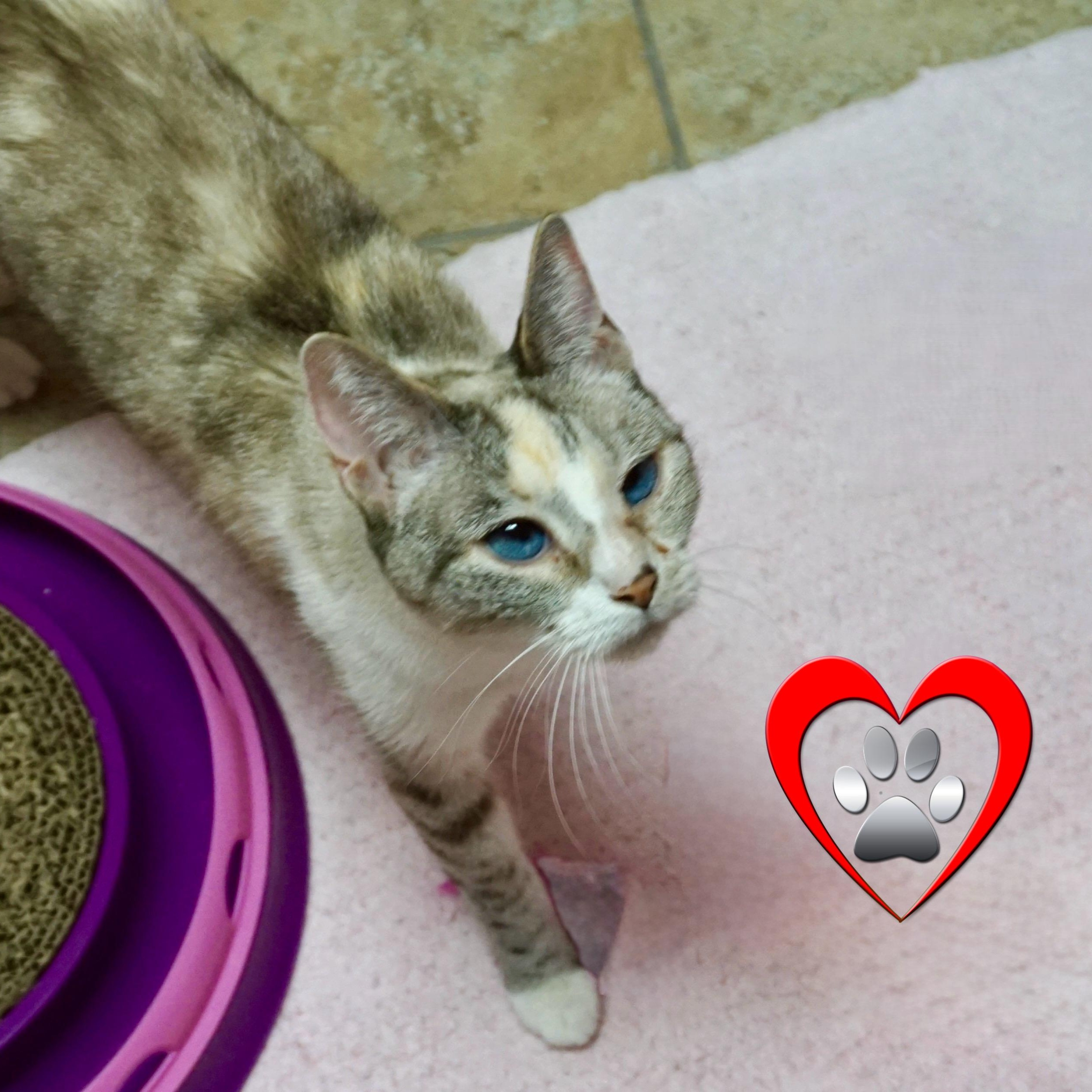 Mystie, ADOPTABLE, Senior Female Domestic Short Hair.