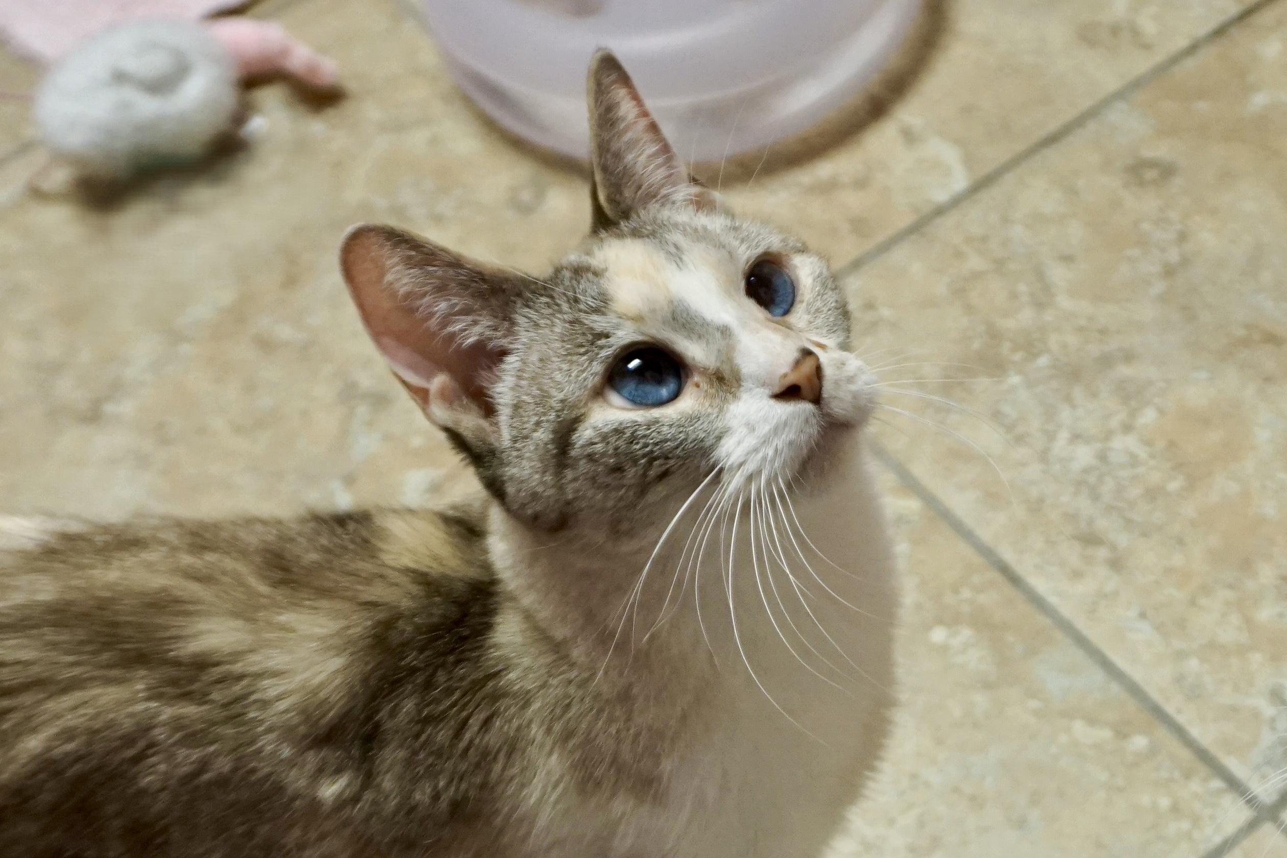 Mystie, a ADOPTABLE Domestic Short Hair in Fountain Hills, AZ image 3/4