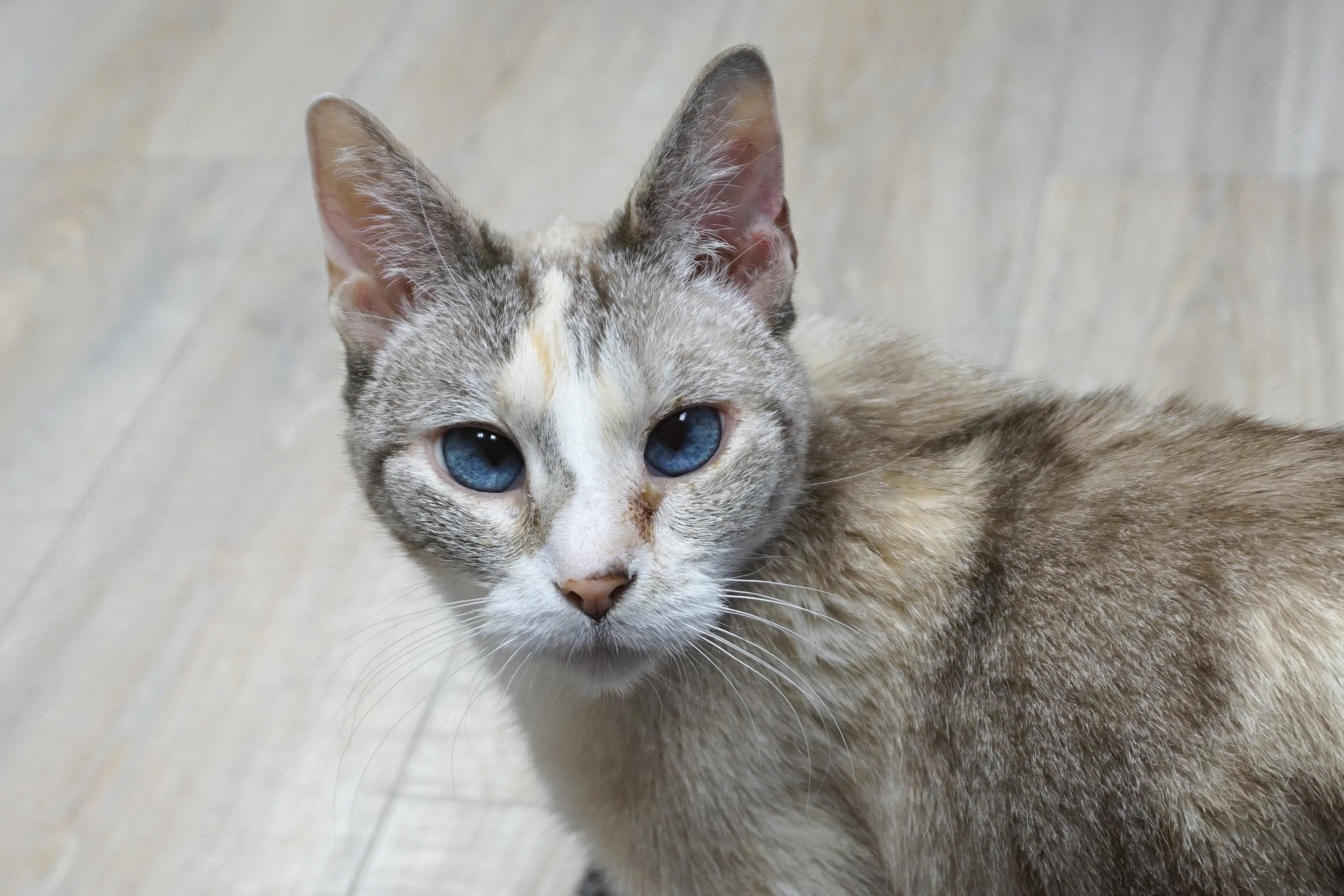 Mystie, a ADOPTABLE Domestic Short Hair in Fountain Hills, AZ image 4/4