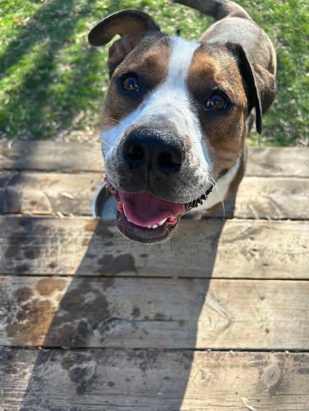 Rufus, adopted, Young Male American Bulldog.