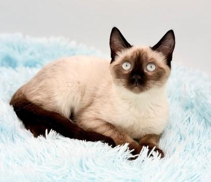 Enlarge Tassel, a Adoptable Siamese in Covington, LA image 1/6