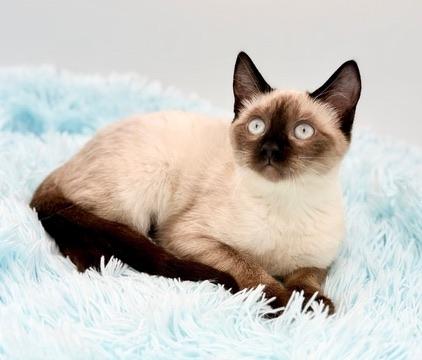 Enlarge Tassel, a Adoptable Siamese in Covington, LA image 5/6