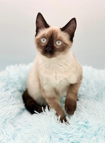 Enlarge Tassel, a Adoptable Siamese in Covington, LA image 6/6