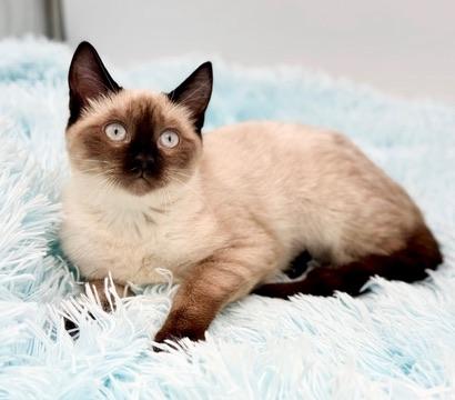Enlarge Tassel, a Adoptable Siamese in Covington, LA image 3/6