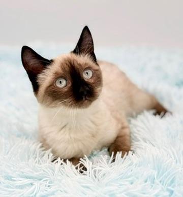 Enlarge Tassel, a Adoptable Siamese in Covington, LA image 2/6