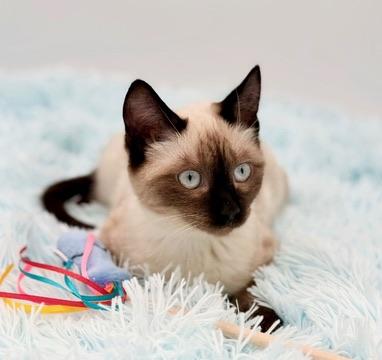 Enlarge Tassel, a Adoptable Siamese in Covington, LA image 4/6
