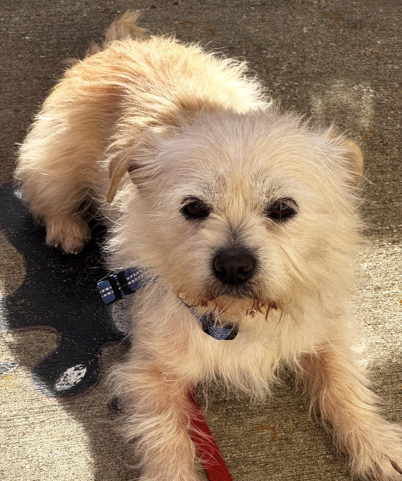 Enlarge Wynston, a ADOPTABLE mixed breed in Beaverton, OR image 2/6