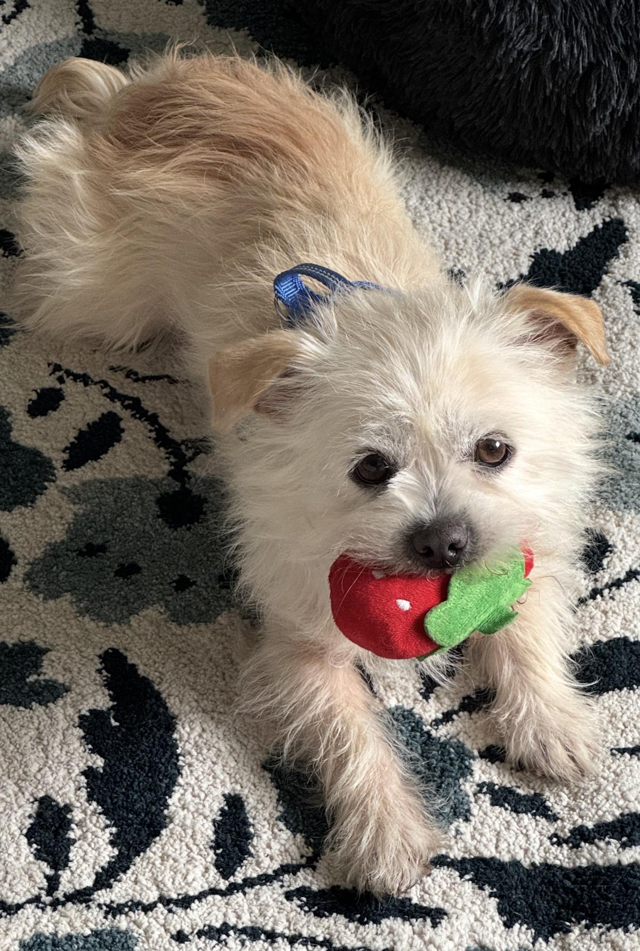 Wynston, ADOPTABLE, Young Male Maltese & Terrier.