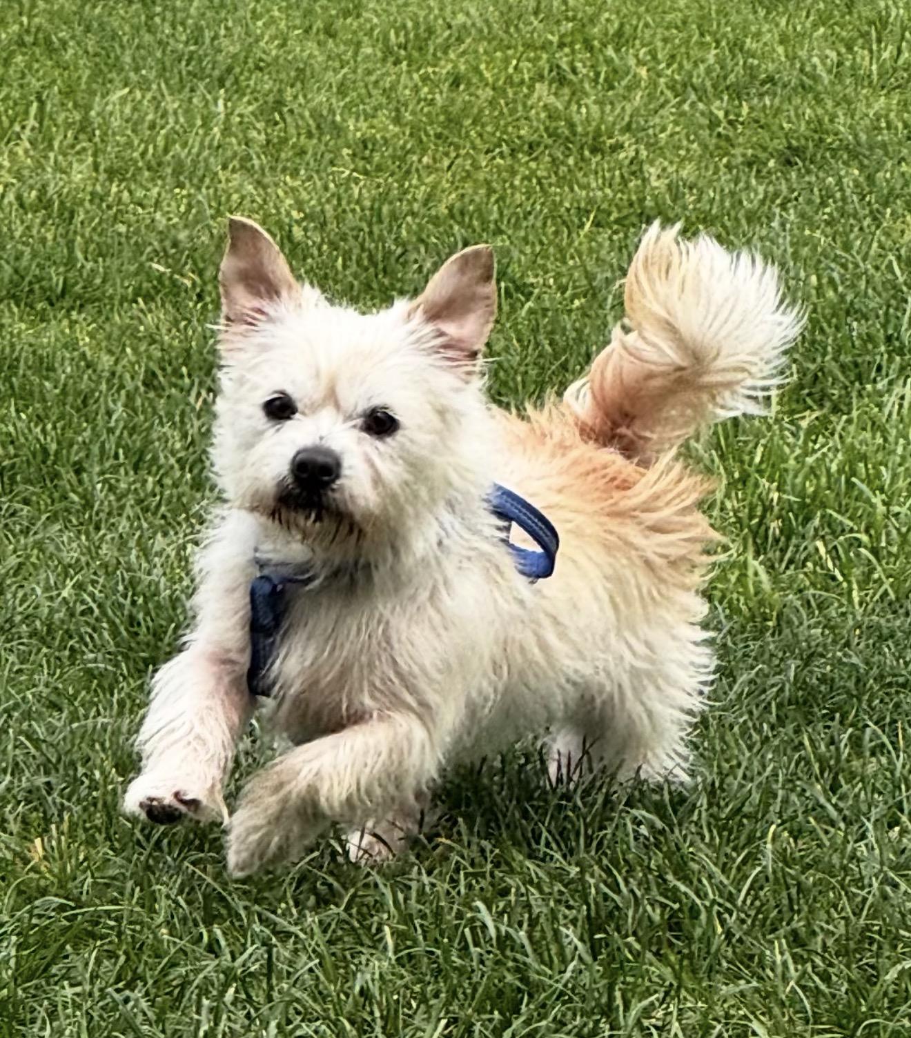 Enlarge Wynston, a ADOPTABLE mixed breed in Beaverton, OR image 5/6