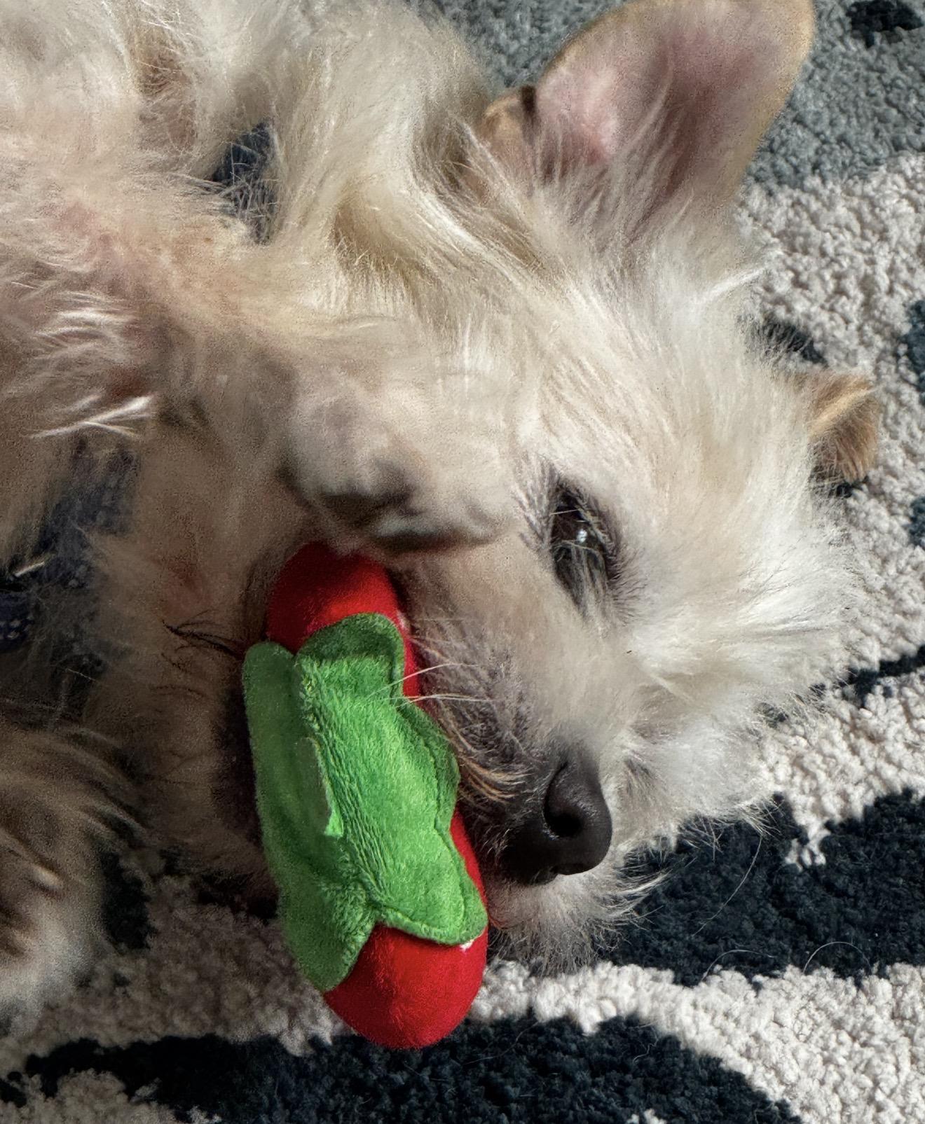Enlarge Wynston, a ADOPTABLE mixed breed in Beaverton, OR image 3/6