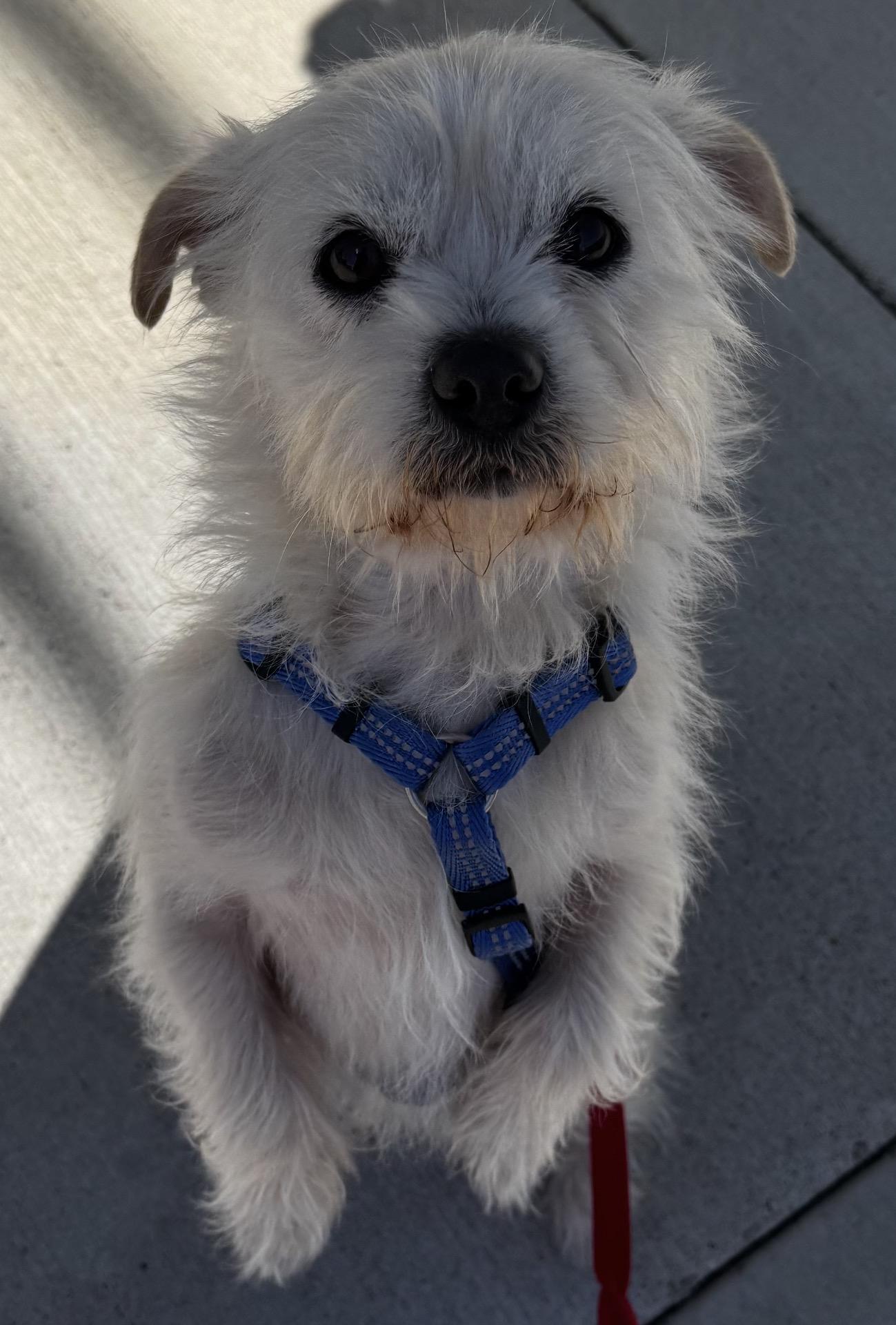 Enlarge Wynston, a ADOPTABLE mixed breed in Beaverton, OR image 4/6