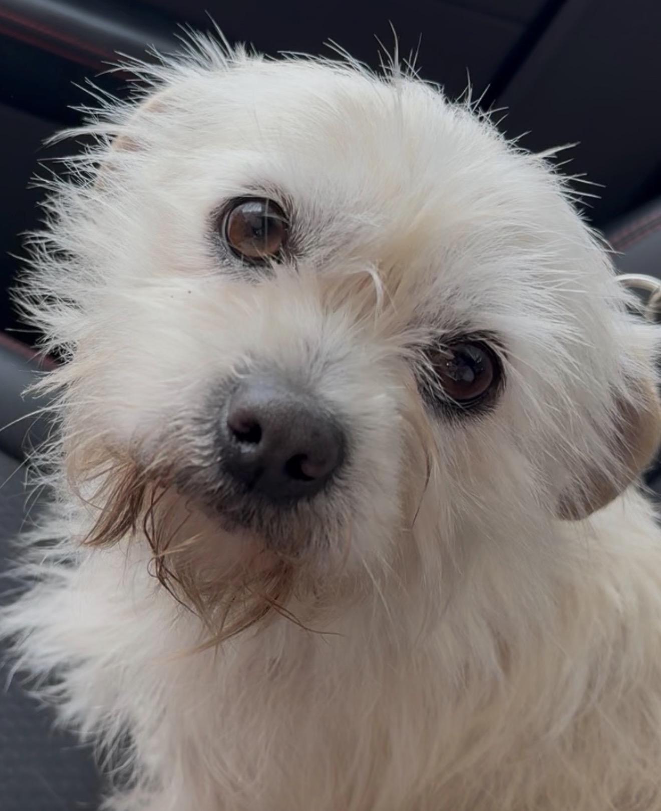 Enlarge Wynston, a ADOPTABLE mixed breed in Beaverton, OR image 6/6