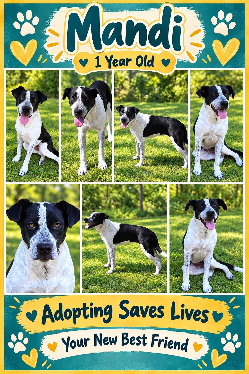 Mandi, Adoptable, Young Female Boxer & Terrier.