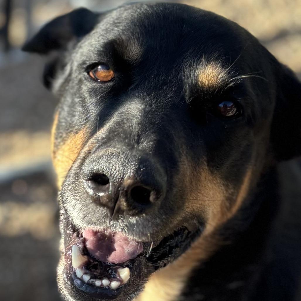 Trey, Adoptable, Adult Male Rottweiler & German Shepherd Dog.