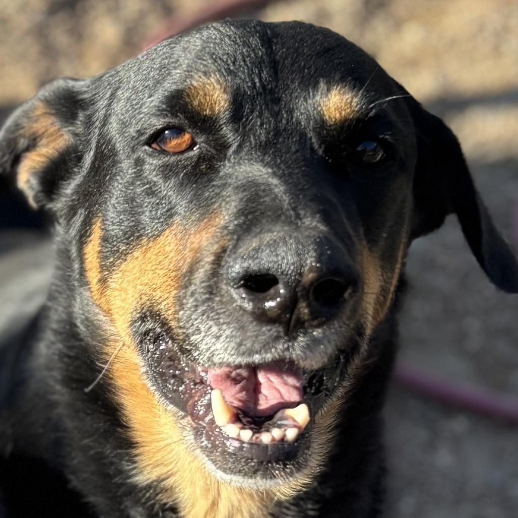 Enlarge Trey, a Adoptable mixed breed in Kim, CO image 2/5