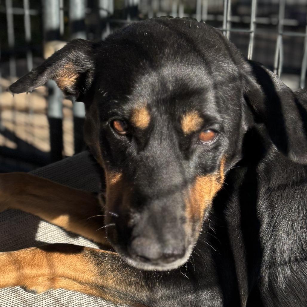 Enlarge Trey, a Adoptable mixed breed in Kim, CO image 3/5