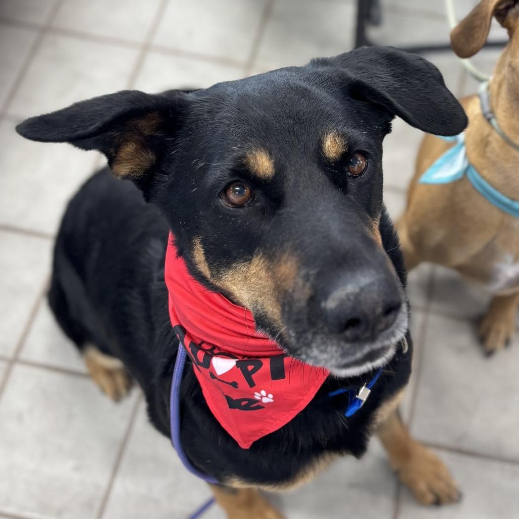 Enlarge Trey, a Adoptable mixed breed in Kim, CO image 4/5