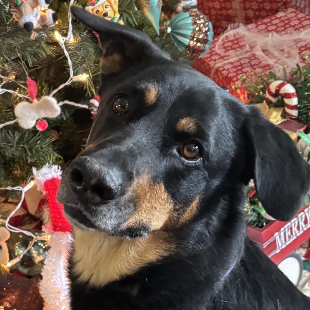 Trey, Adoptable, Adult Male Rottweiler & German Shepherd Dog.