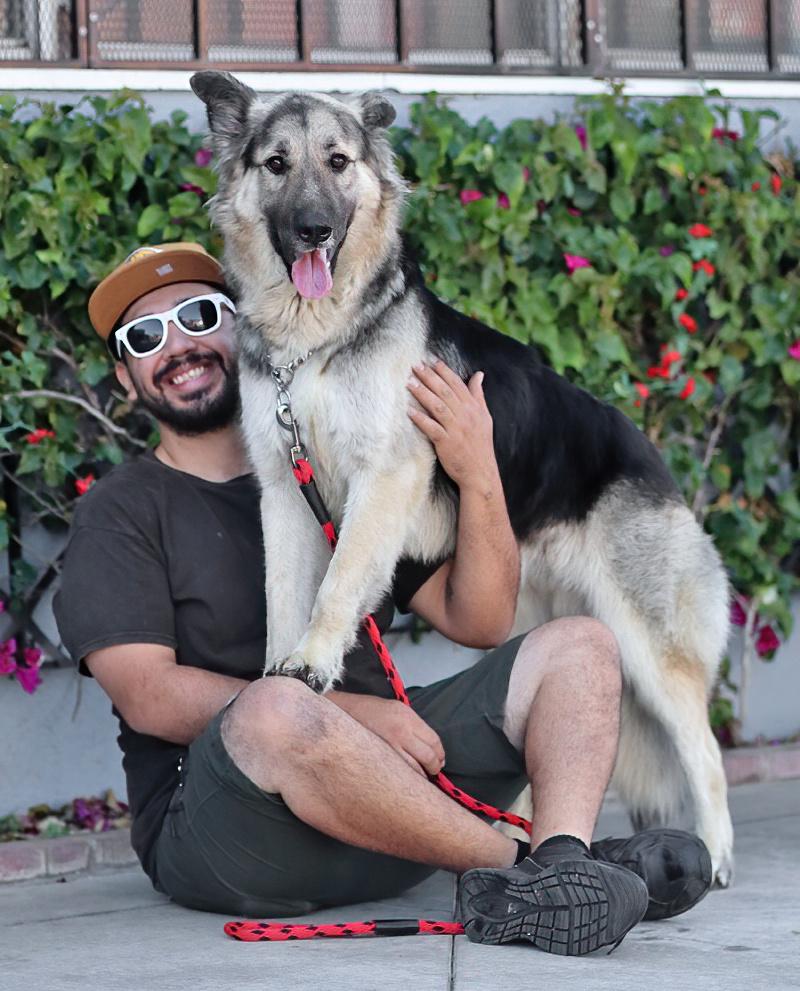 Jasper von Kempen, an adopted German Shepherd Dog in Los Angeles, CA image 2/6