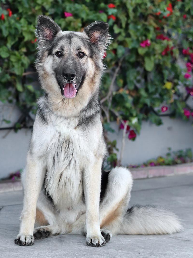 Jasper von Kempen, an adopted German Shepherd Dog in Los Angeles, CA image 5/6