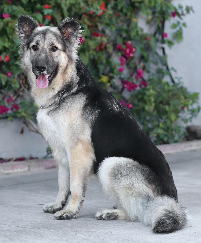 Jasper von Kempen, an adopted German Shepherd Dog in Los Angeles, CA image 4/6