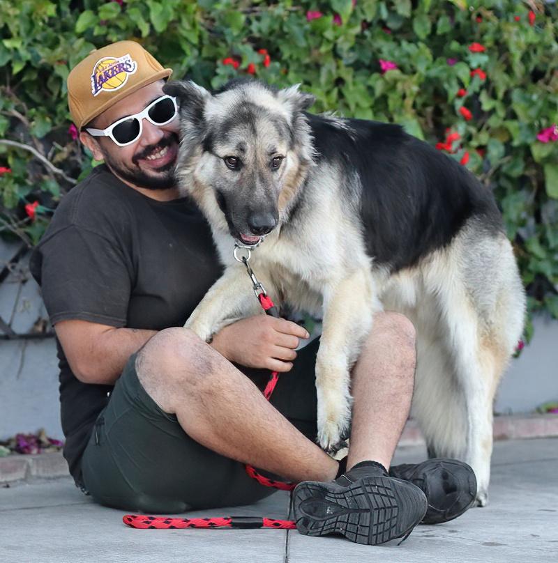 Jasper von Kempen, an adopted German Shepherd Dog in Los Angeles, CA image 3/6