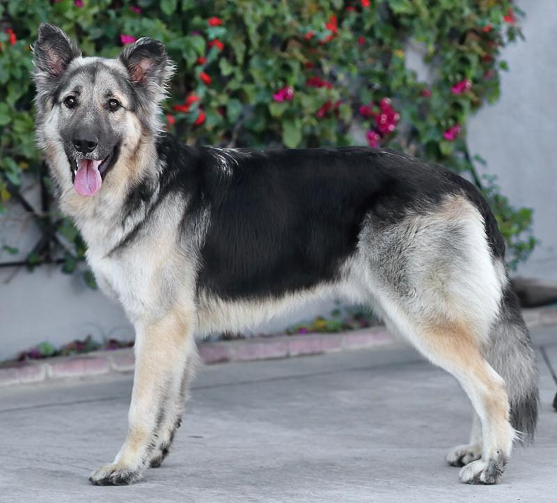 Jasper von Kempen, an adopted German Shepherd Dog in Los Angeles, CA image 6/6