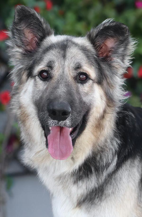 Jasper von Kempen, an adopted German Shepherd Dog in Los Angeles, CA image 1/6