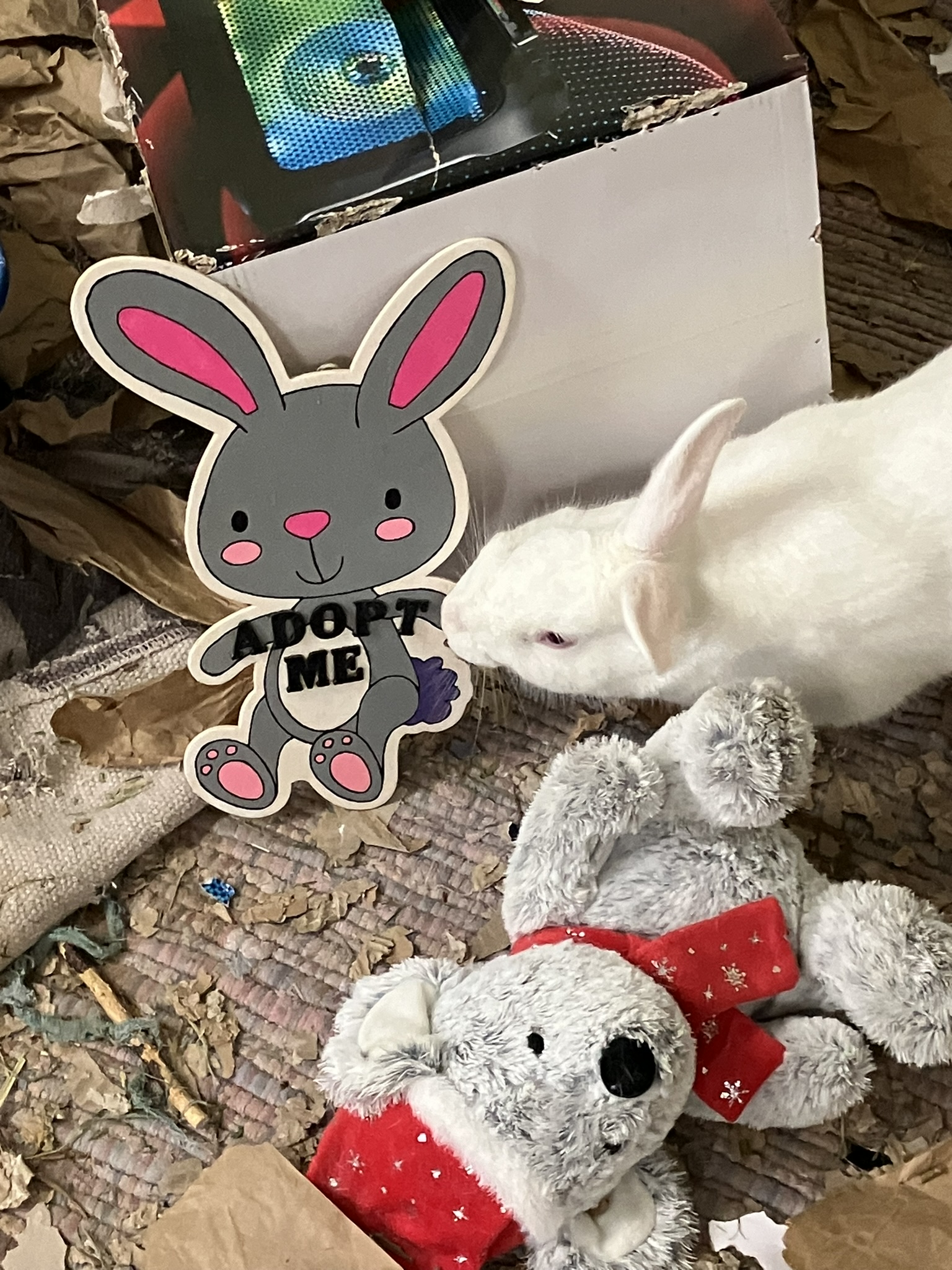 Fred, Adoptable, Adult Male New Zealand.