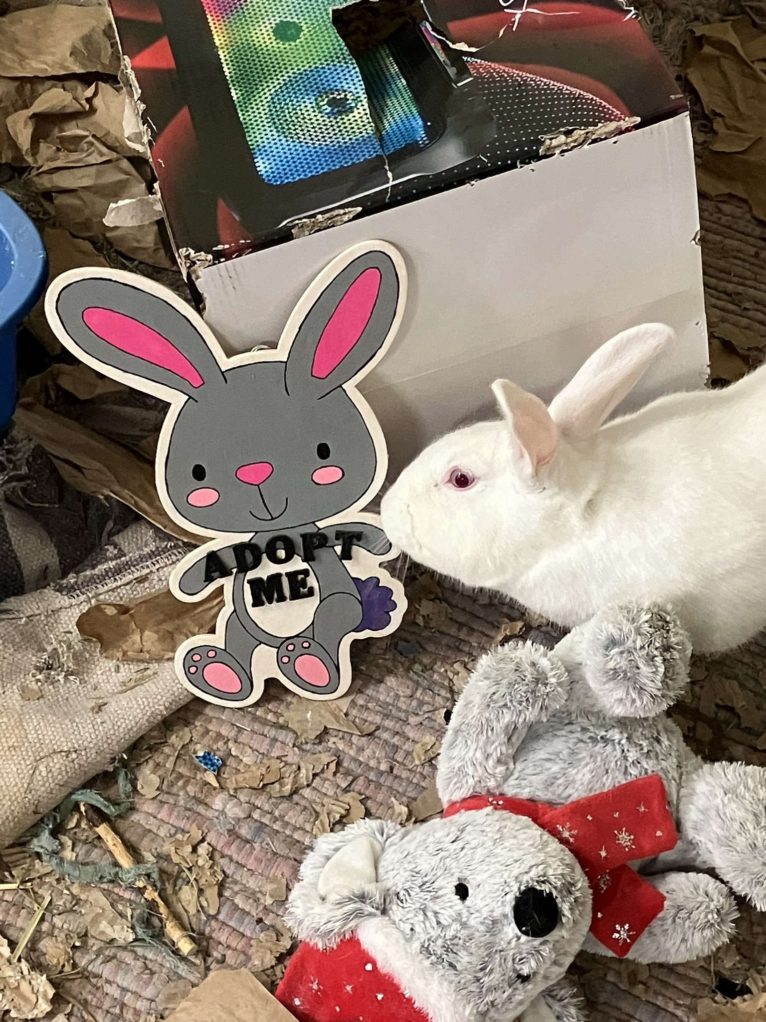 Fred, Adoptable, Adult Male New Zealand.