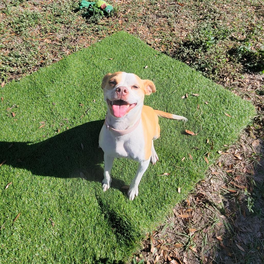 Clementine, Adoptable, Adult Female Terrier.