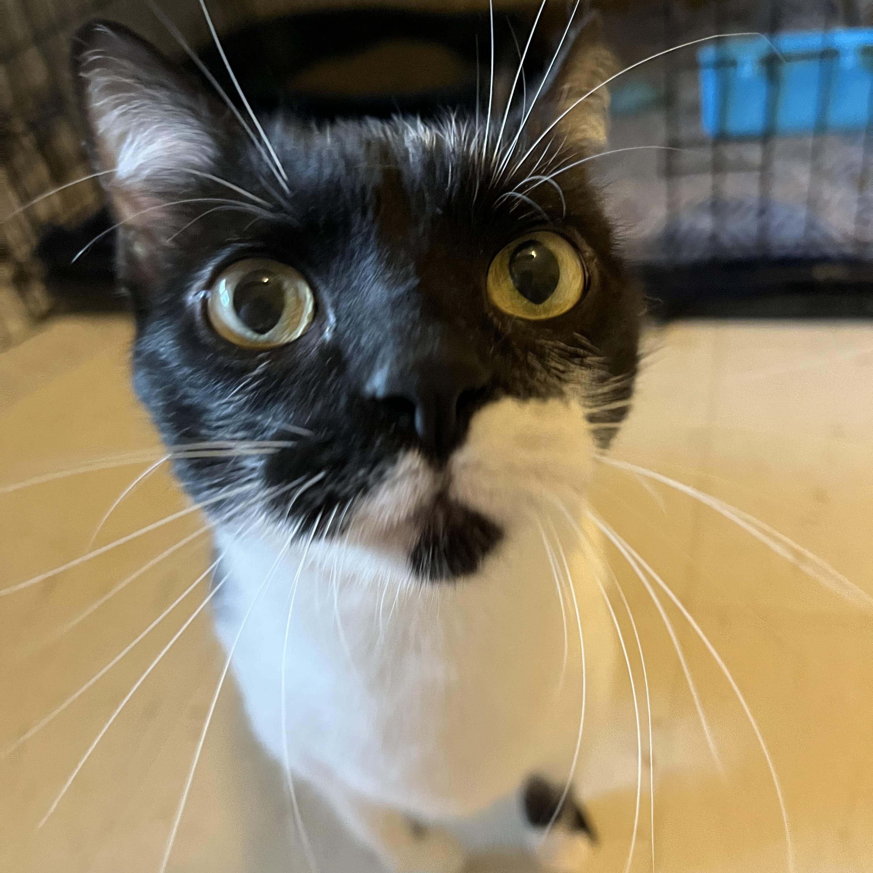 Enlarge Fuzz Ball AKA Fuzz, a Adoptable Domestic Short Hair in Moline, IL image 1/4