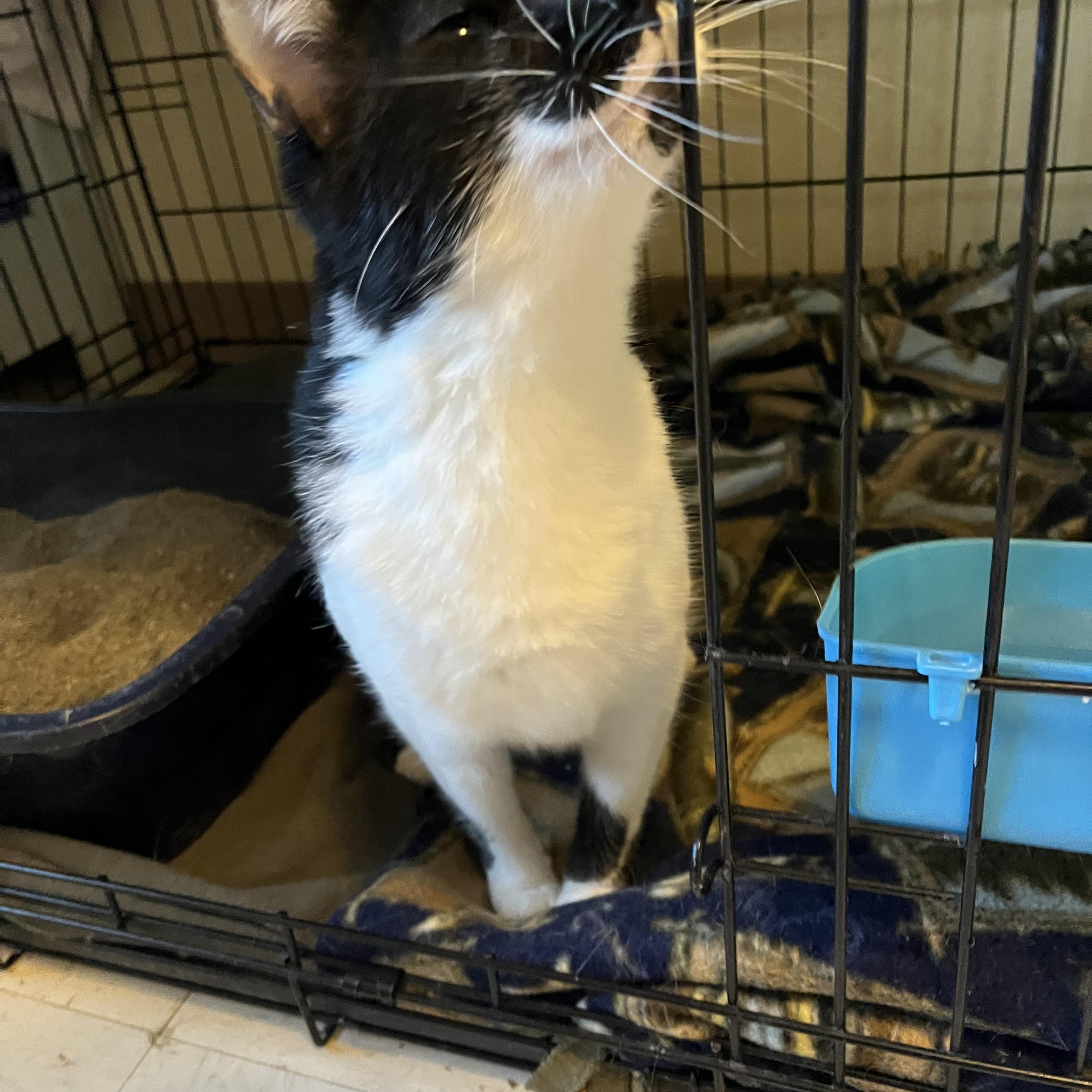 Enlarge Fuzz Ball AKA Fuzz, a Adoptable Domestic Short Hair in Moline, IL image 4/4