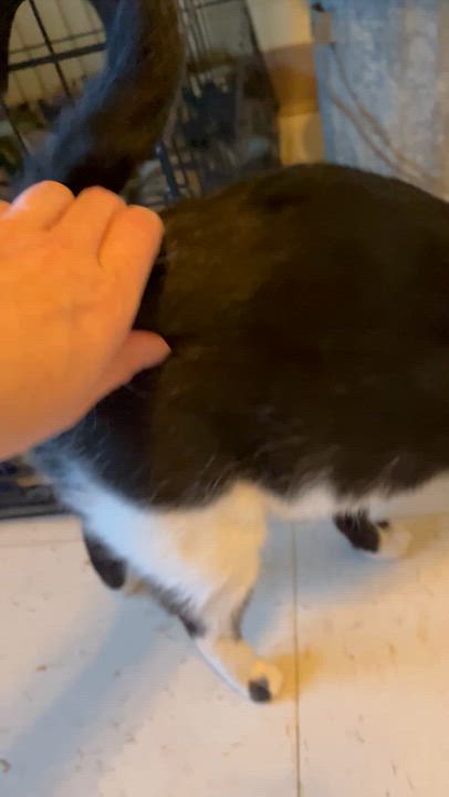 Enlarge Fuzz Ball AKA Fuzz, a Adoptable Domestic Short Hair in Moline, IL video 2/4