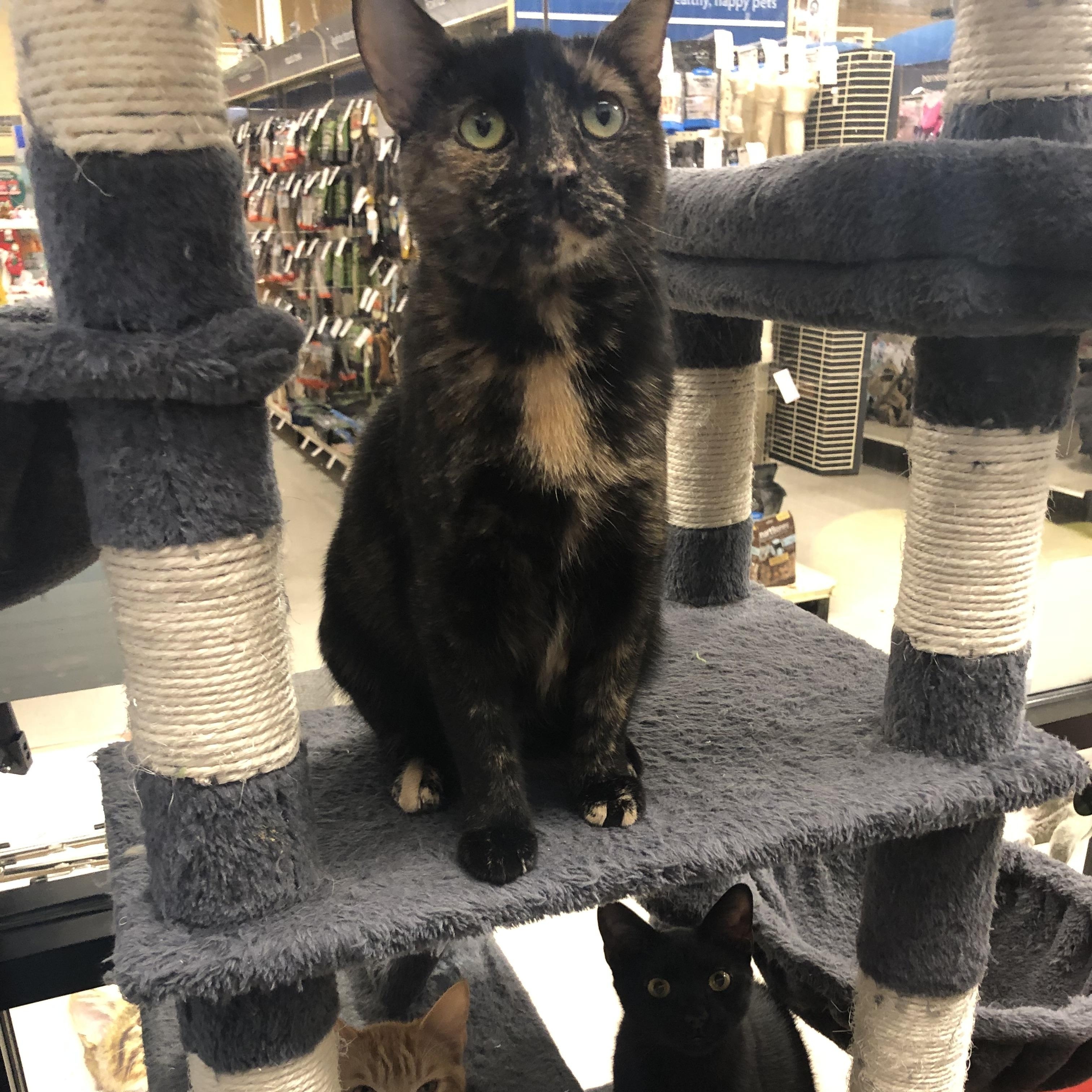 Marmalade, an adopted Tortoiseshell in Richmond, VA image 1/3