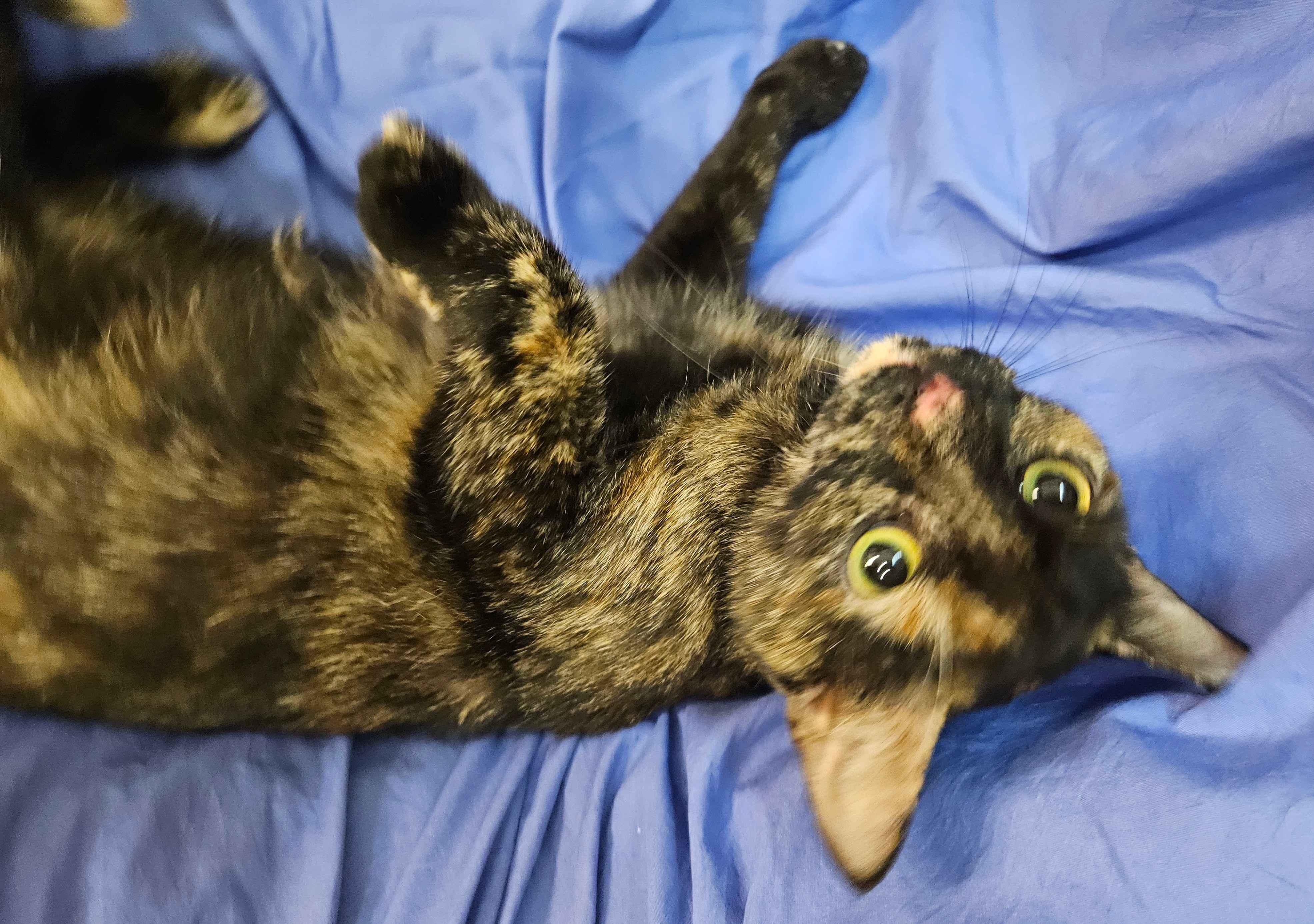 Marmalade, an adopted Tortoiseshell in Richmond, VA image 2/3