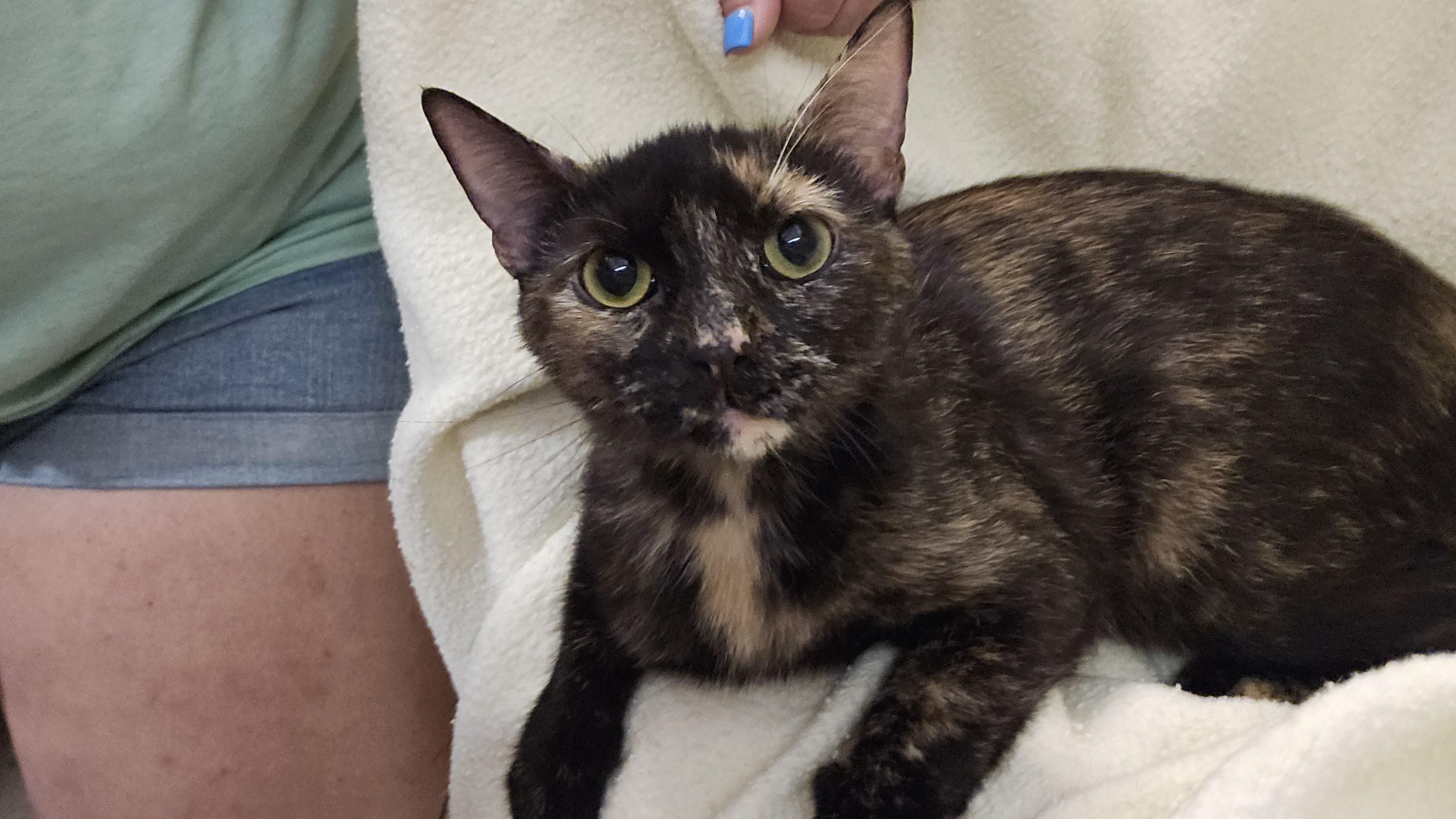 Marmalade, an adopted Tortoiseshell in Richmond, VA image 3/3