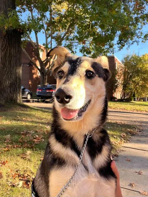 Dorthea, Adopted, Puppy Female Mixed Breed.