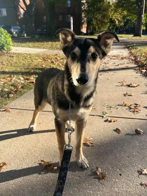 Enlarge Dorthea, a Adopted mixed breed in Parma, OH image 4/5