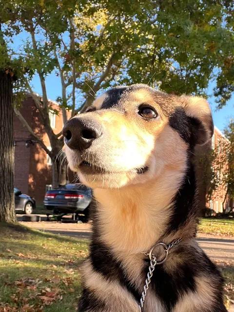 Enlarge Dorthea, a Adopted mixed breed in Parma, OH image 3/5