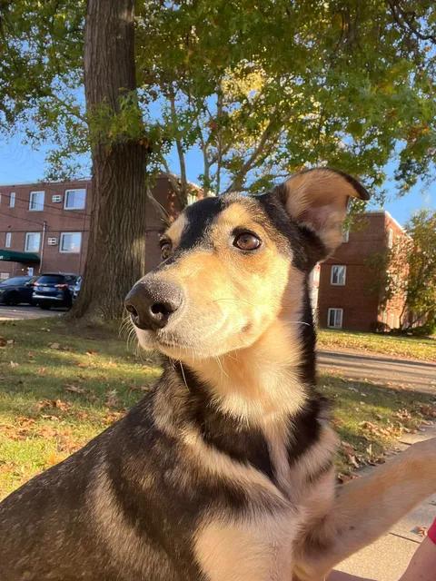 Enlarge Dorthea, a Adopted mixed breed in Parma, OH image 5/5