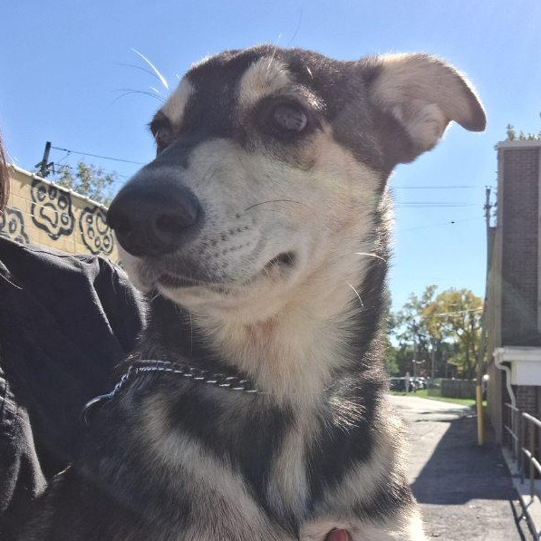 Enlarge Dorthea, a Adopted mixed breed in Parma, OH image 2/5