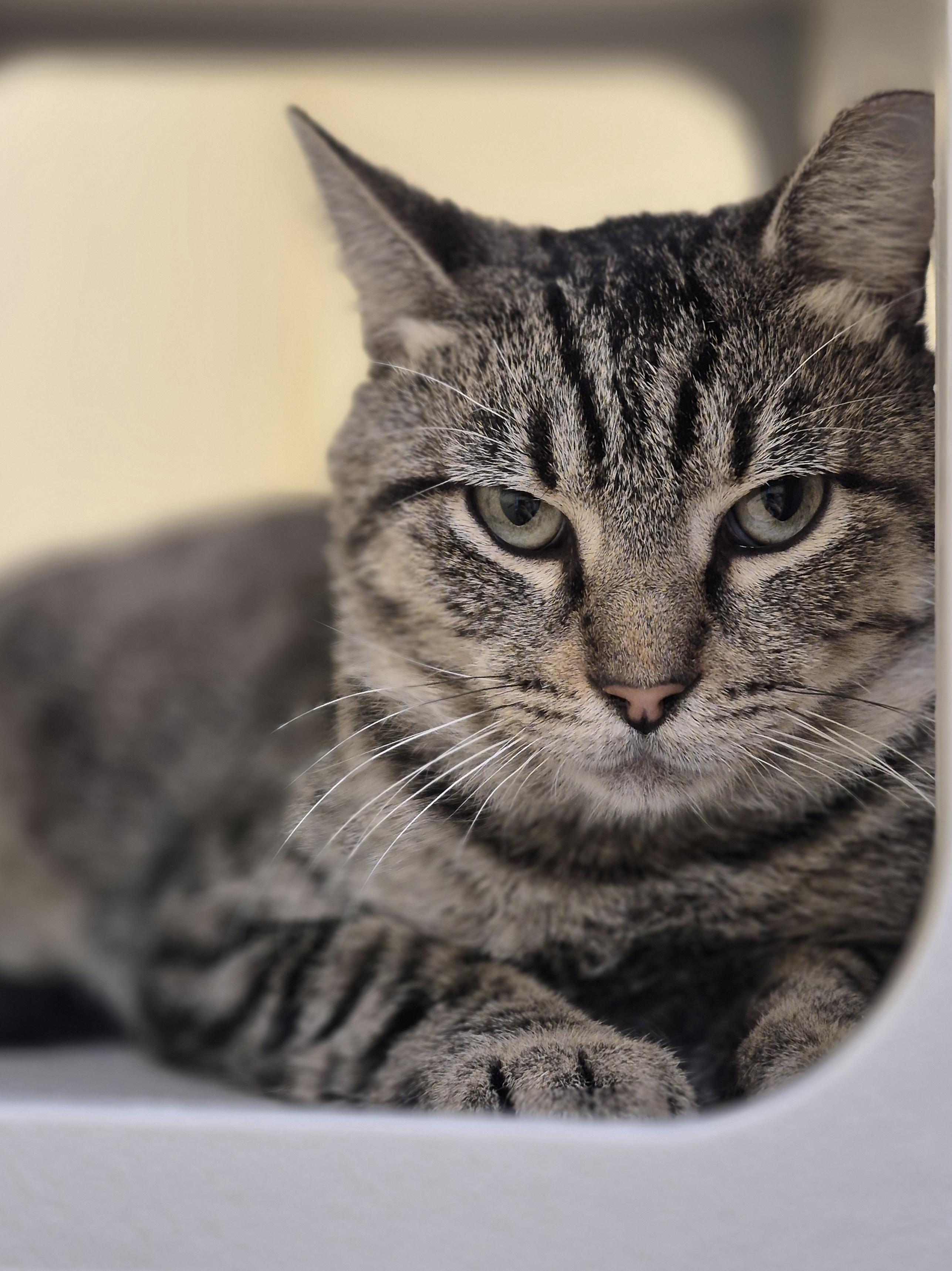 Belton, a Adoptable Domestic Short Hair in Schertz, TX image 1/2