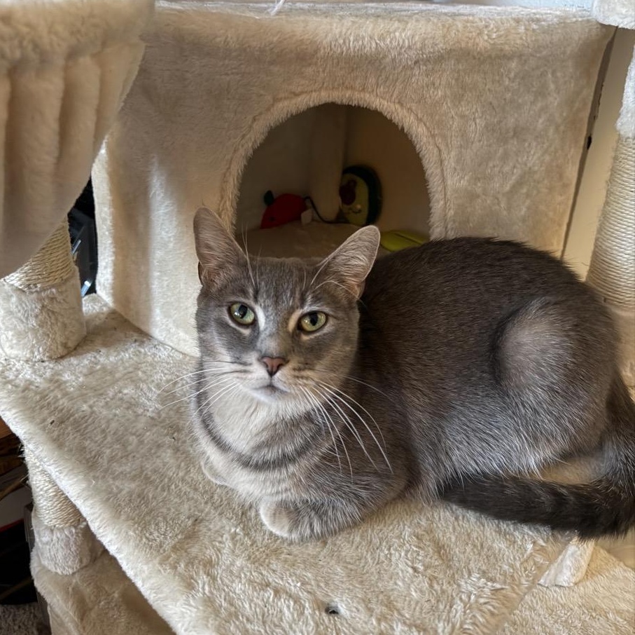 Momma Bluebell, Adoptable, Young Female Domestic Short Hair.