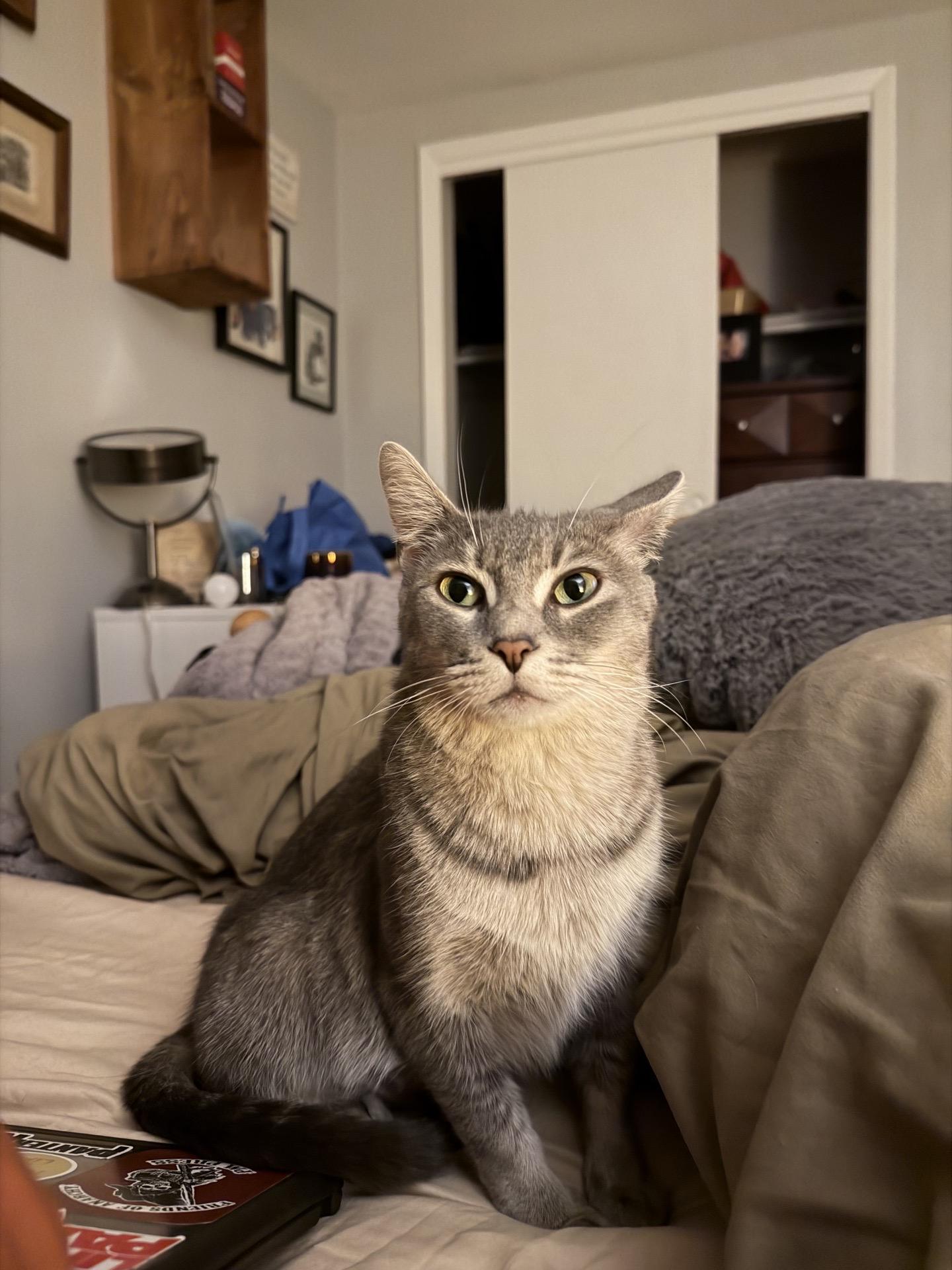 Enlarge Momma Bluebell, a Adoptable Domestic Short Hair in Cortland, NY image 6/6