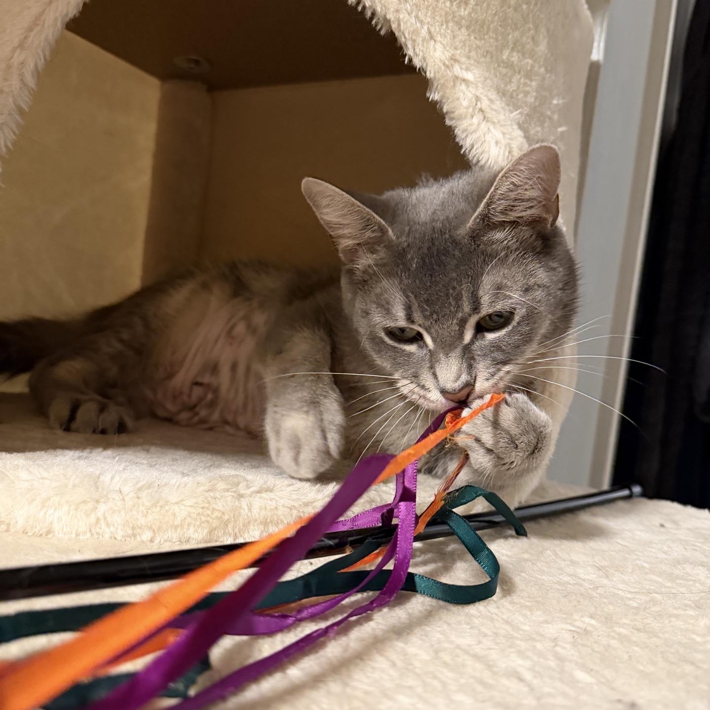 Enlarge Momma Bluebell, a Adoptable Domestic Short Hair in Cortland, NY image 2/6