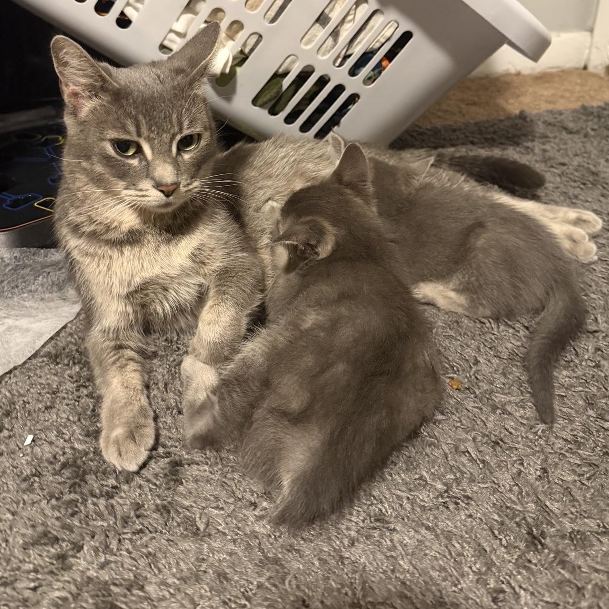 Enlarge Momma Bluebell, a Adoptable Domestic Short Hair in Cortland, NY image 5/6